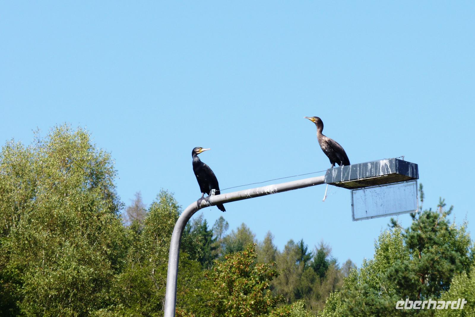 Schleusenwärter am Neckar