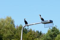 Schleusenwärter am Neckar