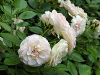 Bamberger Rosen