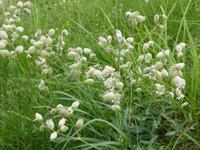 Wiesenblumen