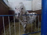 DSCN1745  Star im Stall