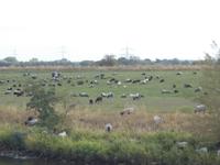 DSCN1763  Deichpflege