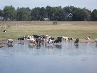 DSCN1769  auch wir brauchen Abkühlung