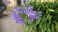 Blühende Agapanthus, Herrenhäuser Gärten