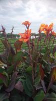 Canna indica, Herrenhäuser Garten