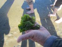 Nordstrand-Wattwanderung