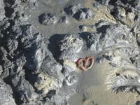 Nordstrand-Wattwanderung