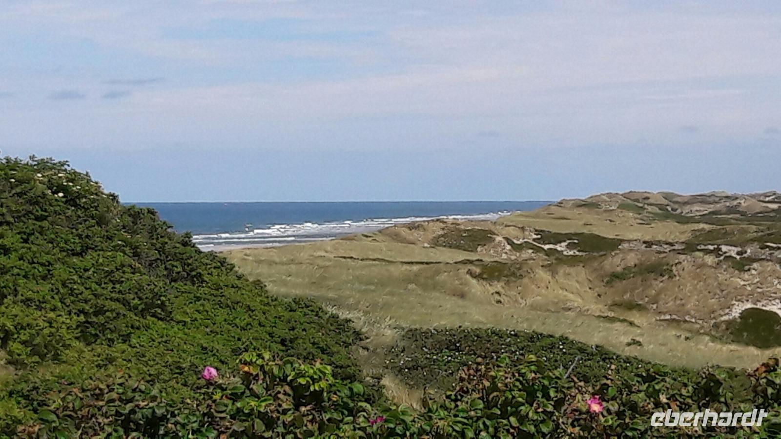 Heckenrosen und Sanddünen 1