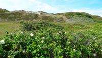 Heckenrosen und Sanddünen 3