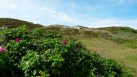 Heckenrosen und Sanddünen 4