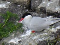 Küstenseeschwalbe am Eidersperrwerk