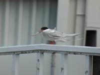 Küstenseeschwalbe mit Beute