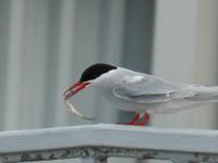 Küstenseeschwalbe mit Beutefisch