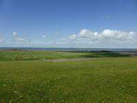 Salzwiesen an der Nordseeküste