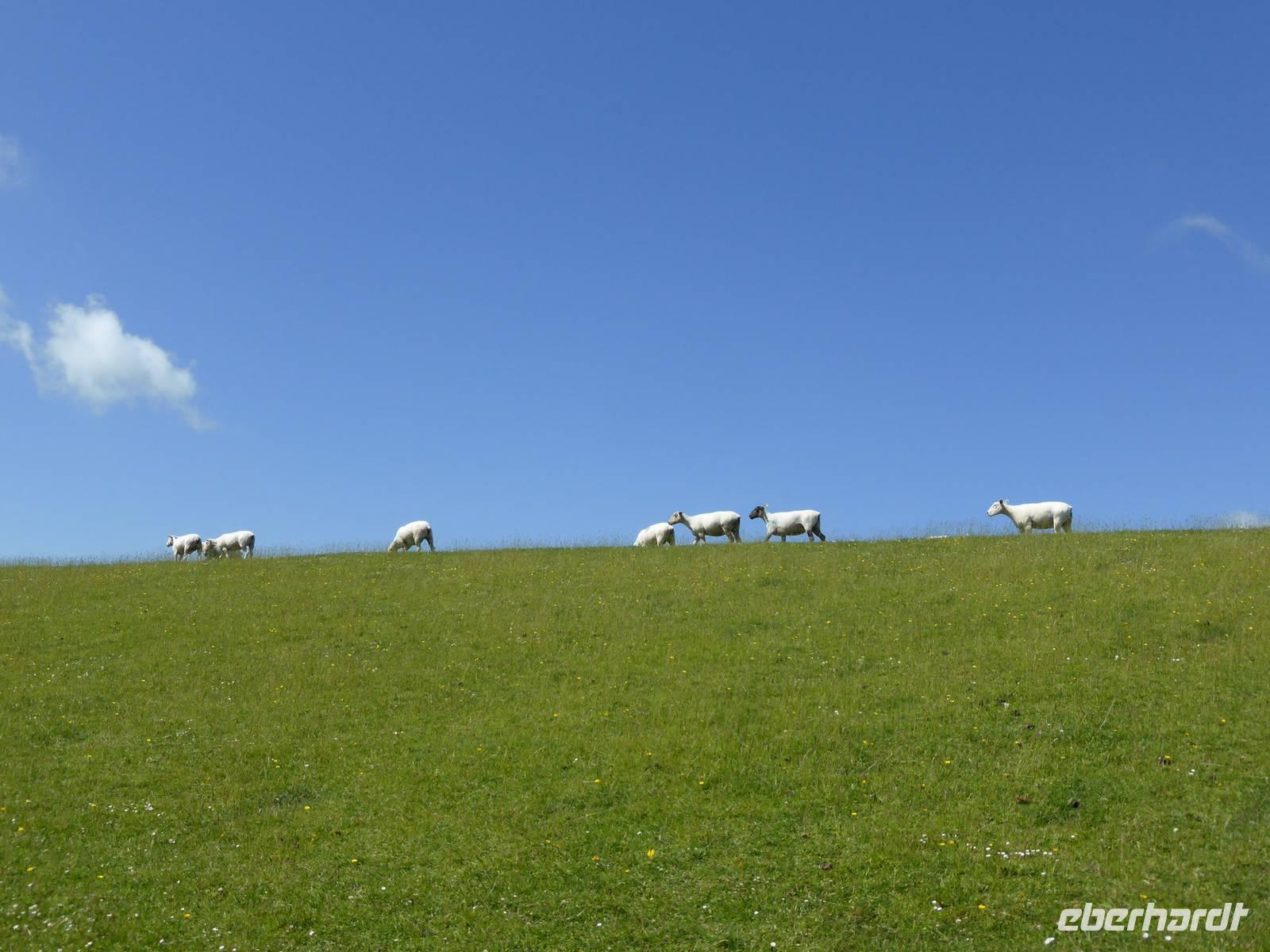 Schafe auf dem Deich