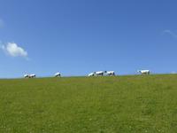 Schafe auf dem Deich