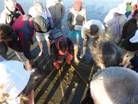 Wattwanderung - Was hat der Bodo denn gefangen?