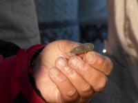 Wattwanderung - Nordseekrabbe