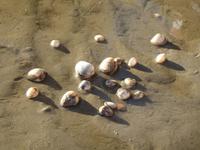 Wattwanderung - Bewegung der Herzmuscheln