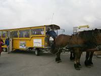 Kutsche auf Hallig Hooge