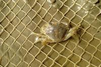 Büsum Krabbe