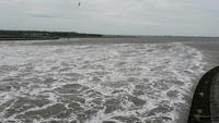 Eider bei Flut