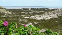 Sanddünen auf Sylt