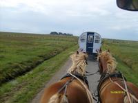 auf Hallig Hooge
