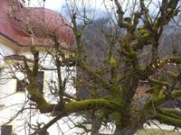 Königsee-Schifffahrt nach St. Bartholomä und zurück