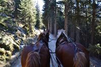 Kutschfahrt zur Pritzhütte