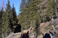 Kutschfahrt zurück zum Bus