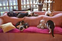 Weihnachtsbesuch auf Gut Aiderbichl