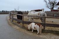 Weihnachtsbesuch auf Gut Aiderbichl