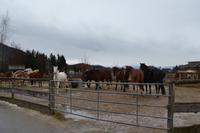 Weihnachtsbesuch auf Gut Aiderbichl