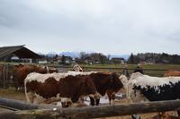 Weihnachtsbesuch auf Gut Aiderbichl
