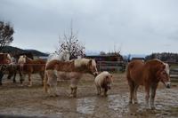 Weihnachtsbesuch auf Gut Aiderbichl
