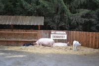 Weihnachtsbesuch auf Gut Aiderbichl