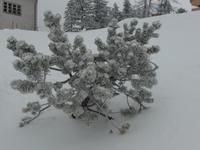 Predigtstuhl - Winterimpressionen