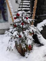 schneebedeckter Weihnachtsbaum in Hallstatt