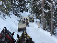 Katschberg - Pferdeschlittenfahrt