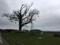 Weihnachten auf Gut Aiderbichl