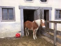 Weihnachten auf Gut Aiderbichl