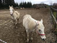 Weihnachten auf Gut Aiderbichl