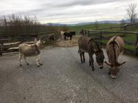 Weihnachten auf Gut Aiderbichl