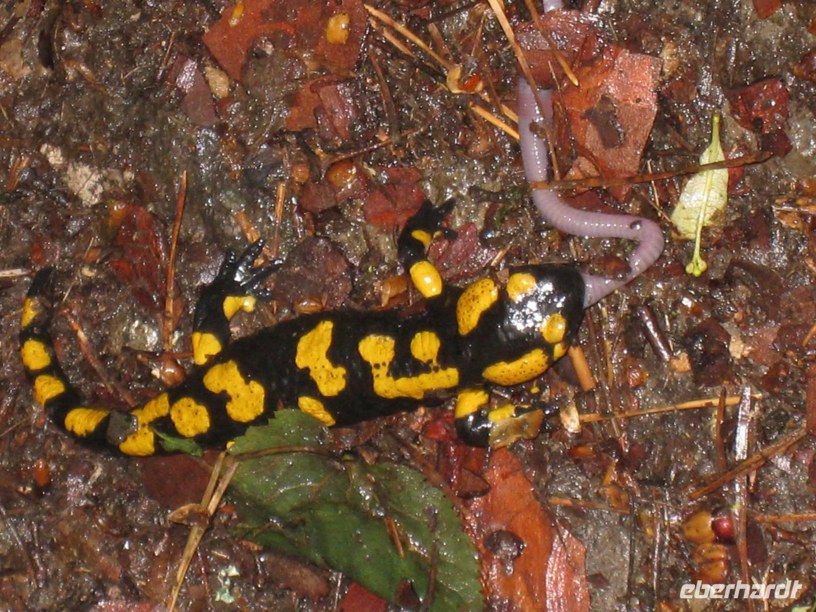 im Nationalpark Podyji