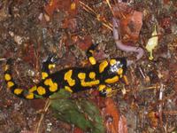 im Nationalpark Podyji