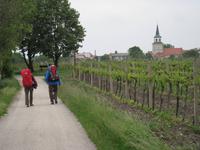 Weinwader- und Radweg bei Soos