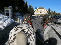 Pferde am Katschberg
