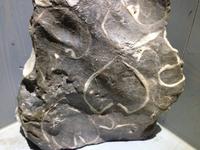 706_Haus der Berge_Kuhtrittmuschel