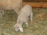 Lamm auf Gut Aiderbichl